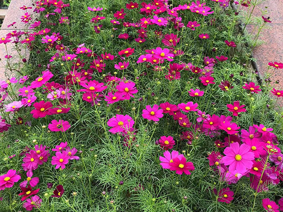 亳州仿真绿植|租摆室内外花木植物